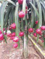 /album/photo-gallery-villa-wisata-buah-naga/a20130112-125051-jpg/